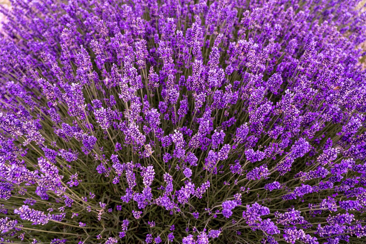 Somerset Lavender Farm