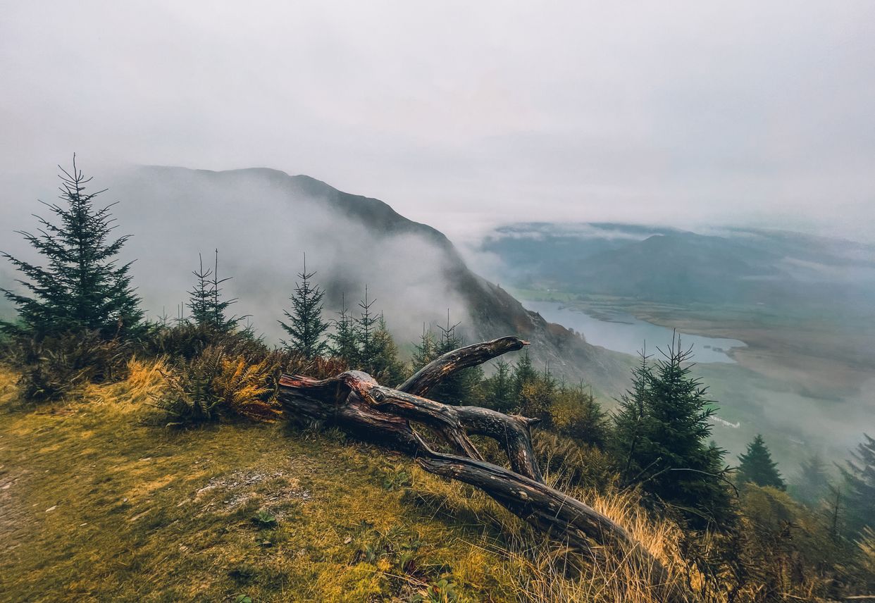 Whinlatter Forest