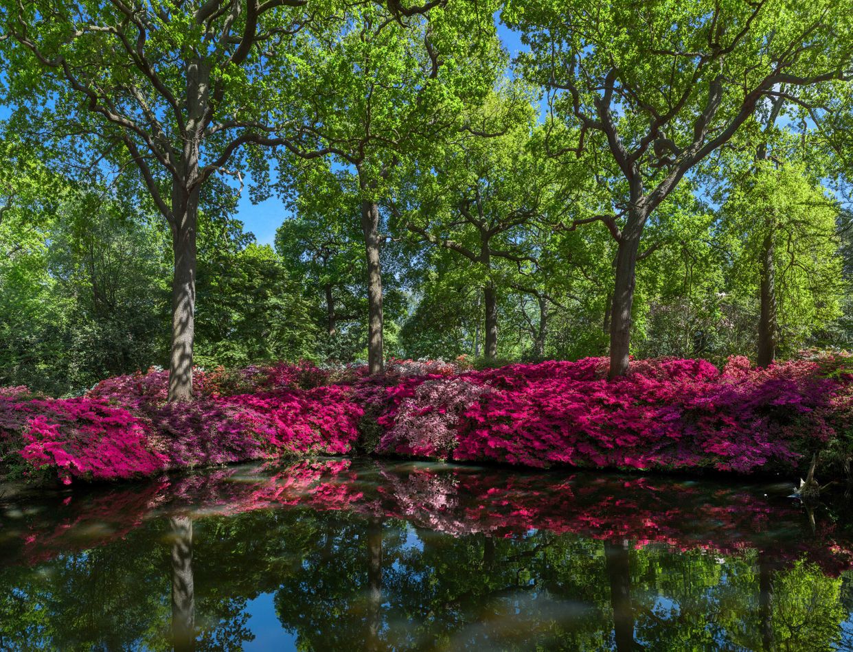 Isabella Plantation Pond 