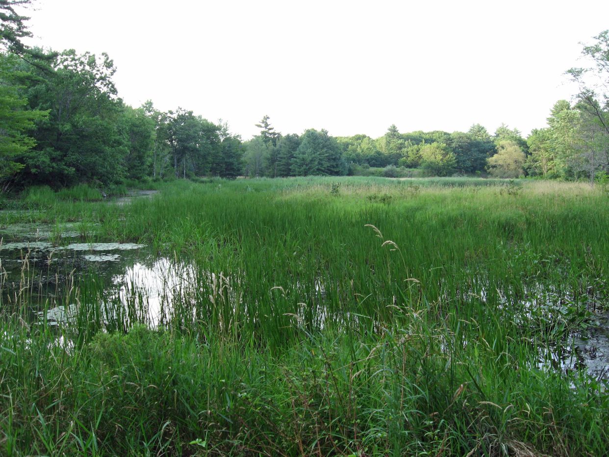 Marsh Island Wetland