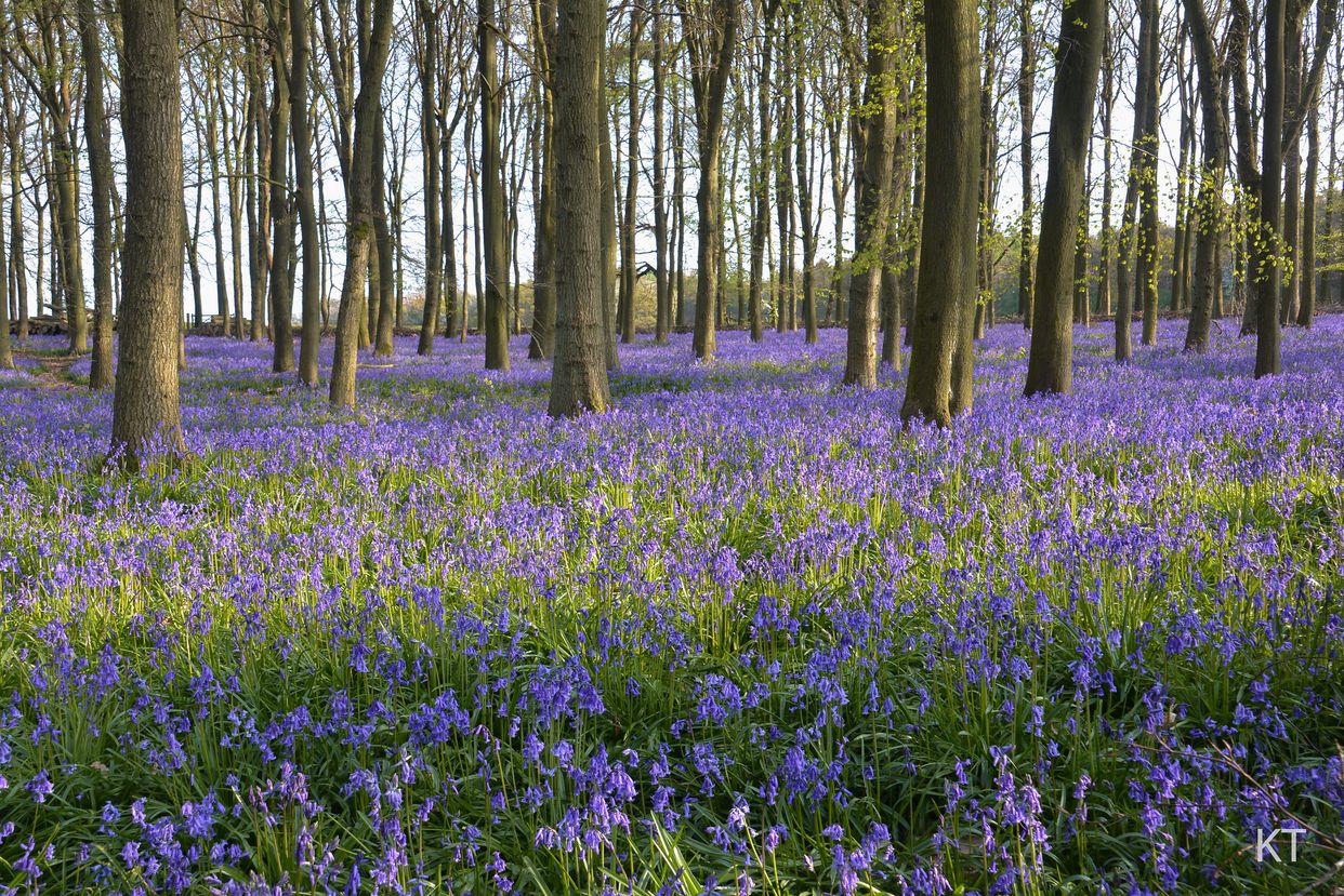 Dockey Wood