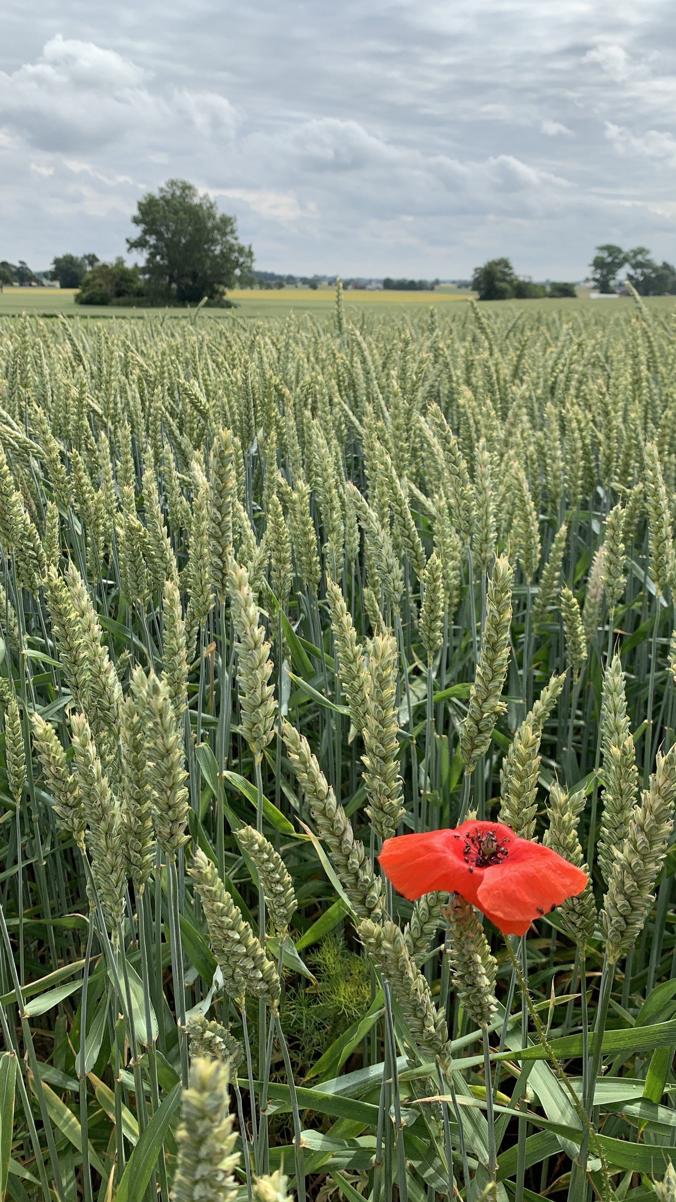 Vallåkra Fields — Photo by poh__photo