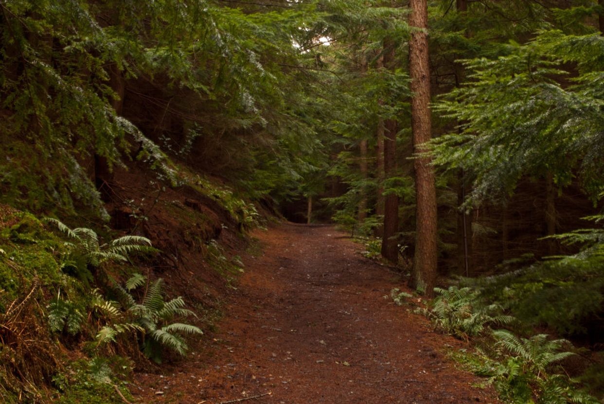 Dodd Wood