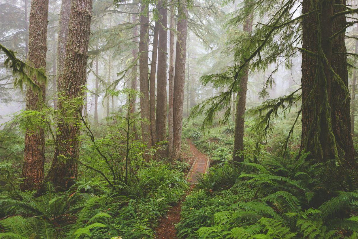 Cascade Head - Rainforest Trailhead