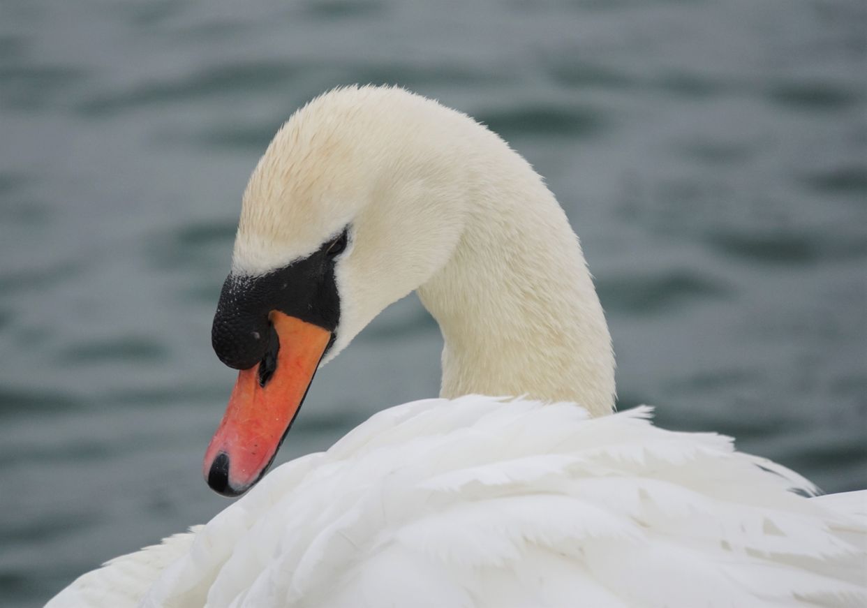 Abbotsbury Swannery