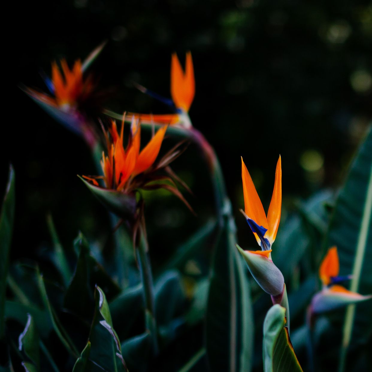 San Diego Botanic Garden