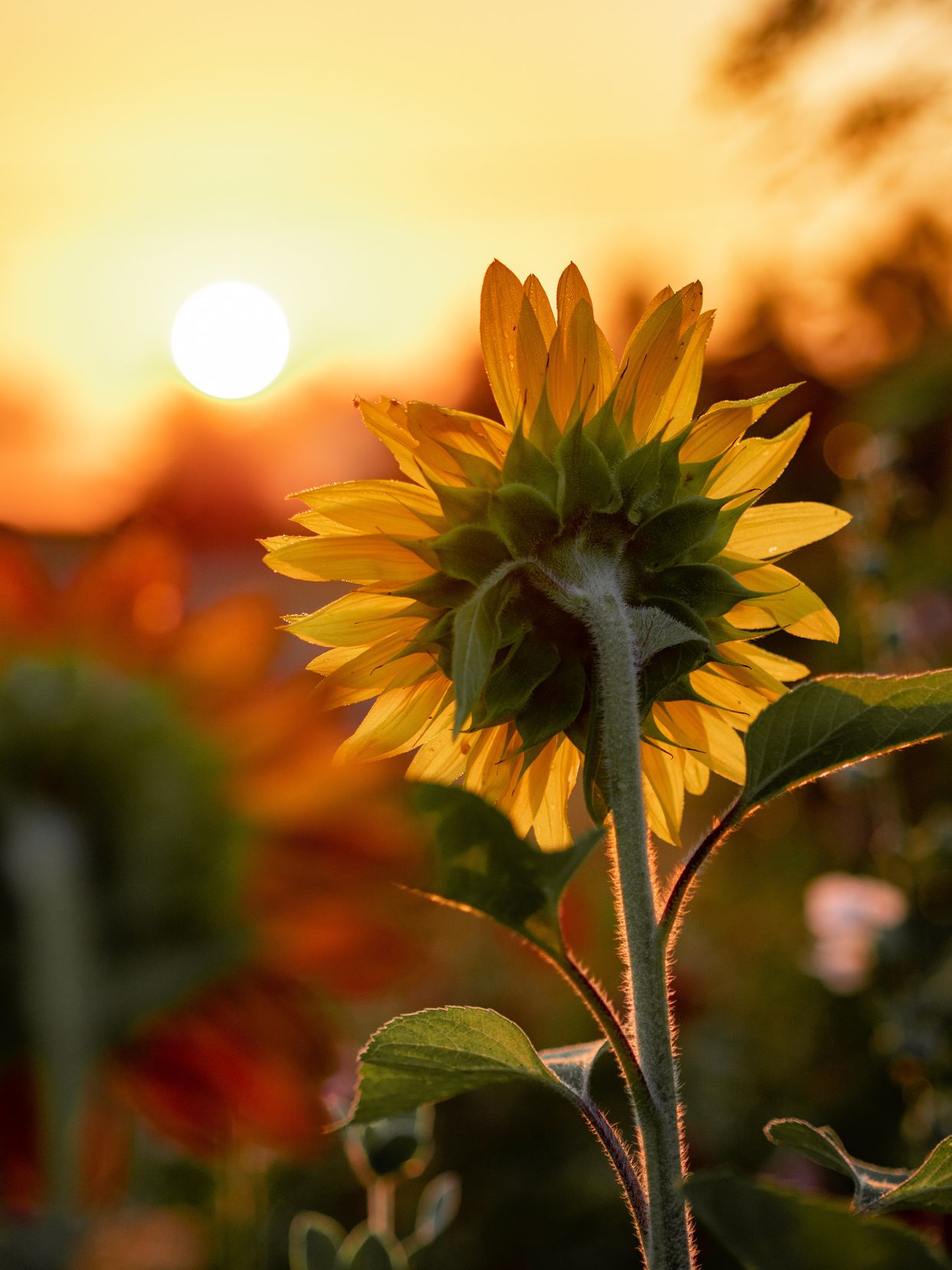 Grinter Sunflower Farms