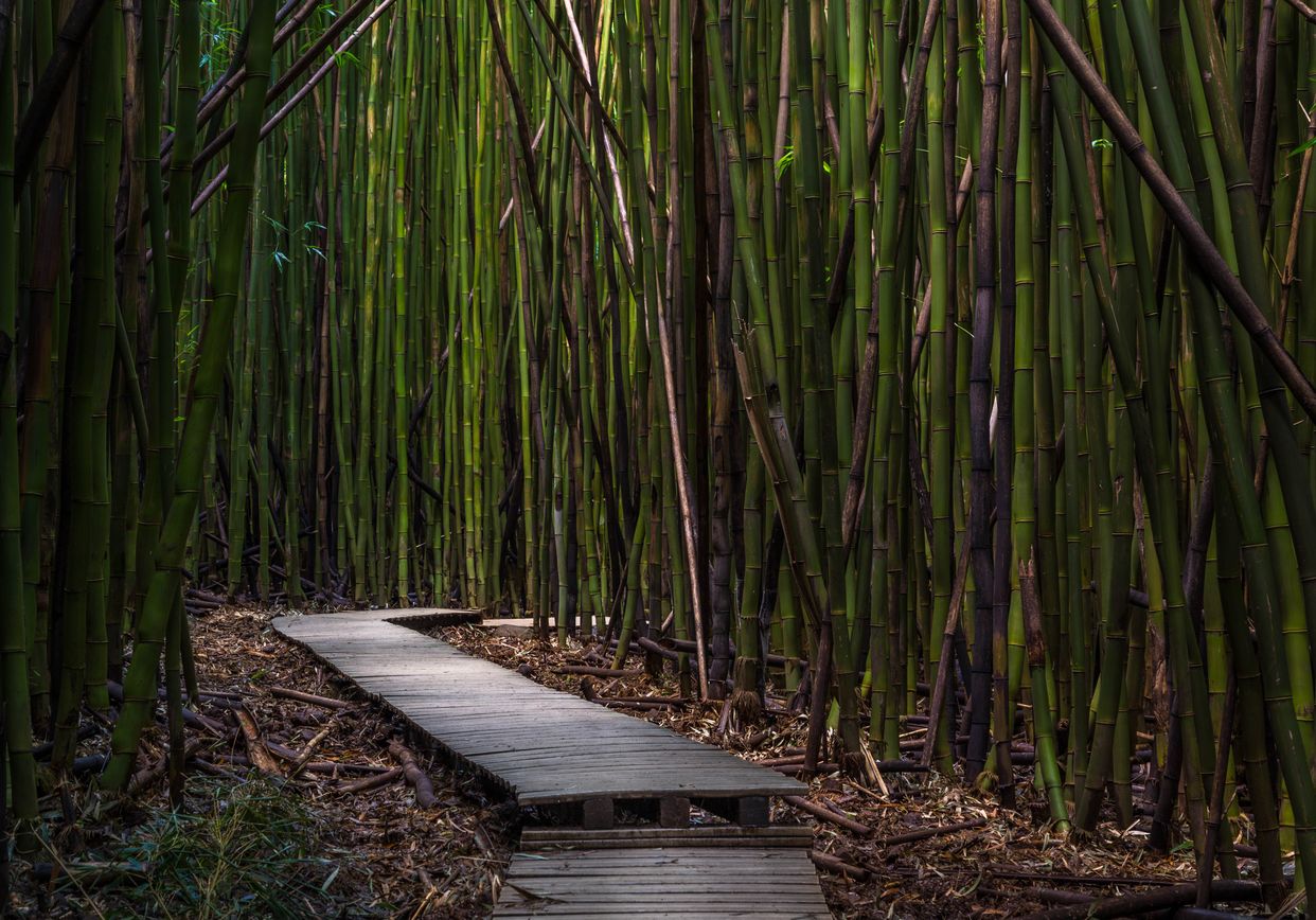 Pīpīwai Trail