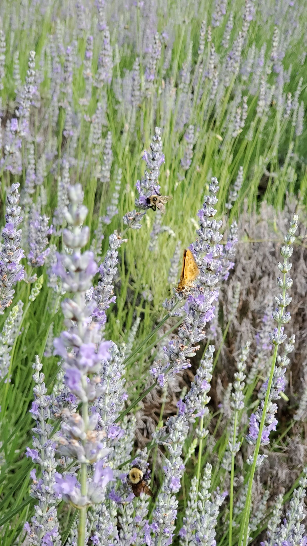 Indigo Lavender Farms