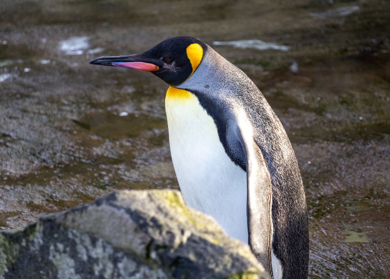 Edinburgh Zoo