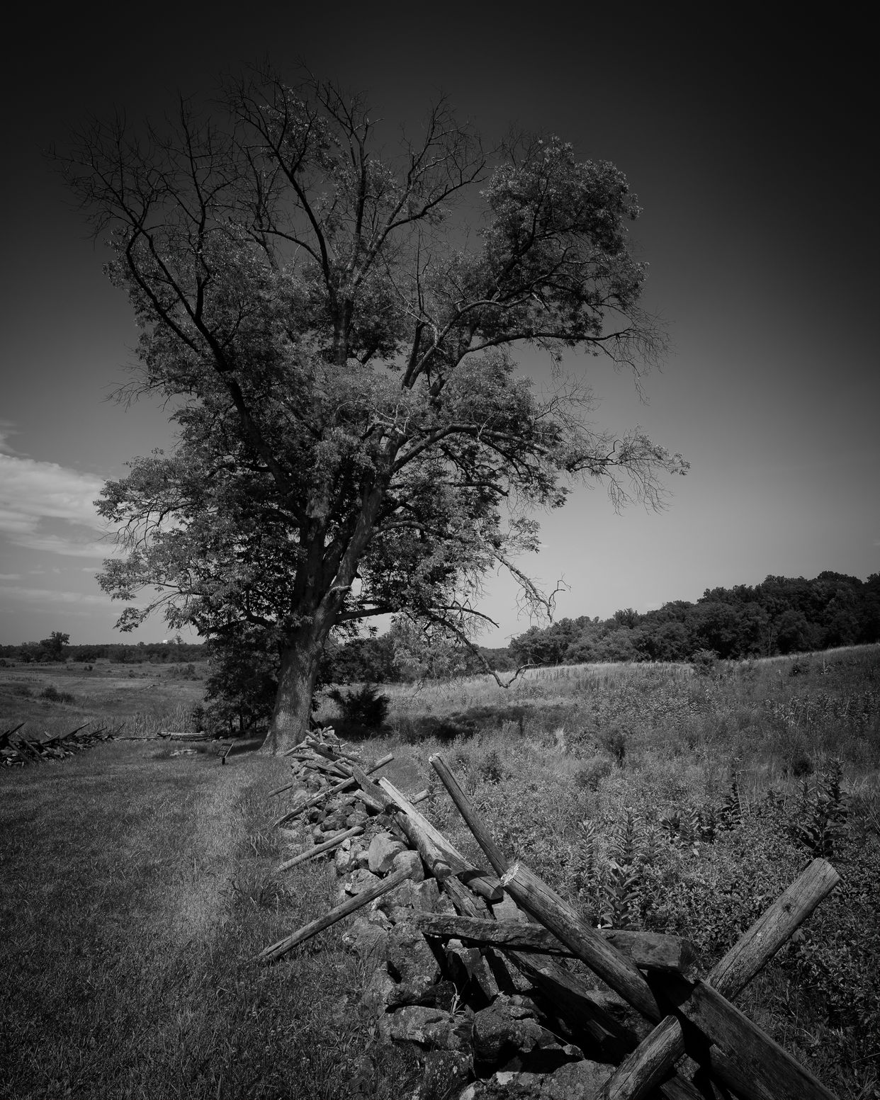 Lone Tree
