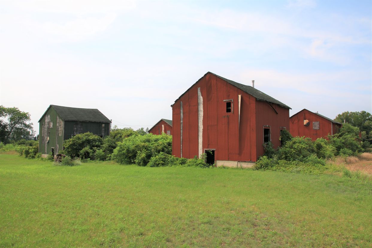Abandoned Tobacco Sheds