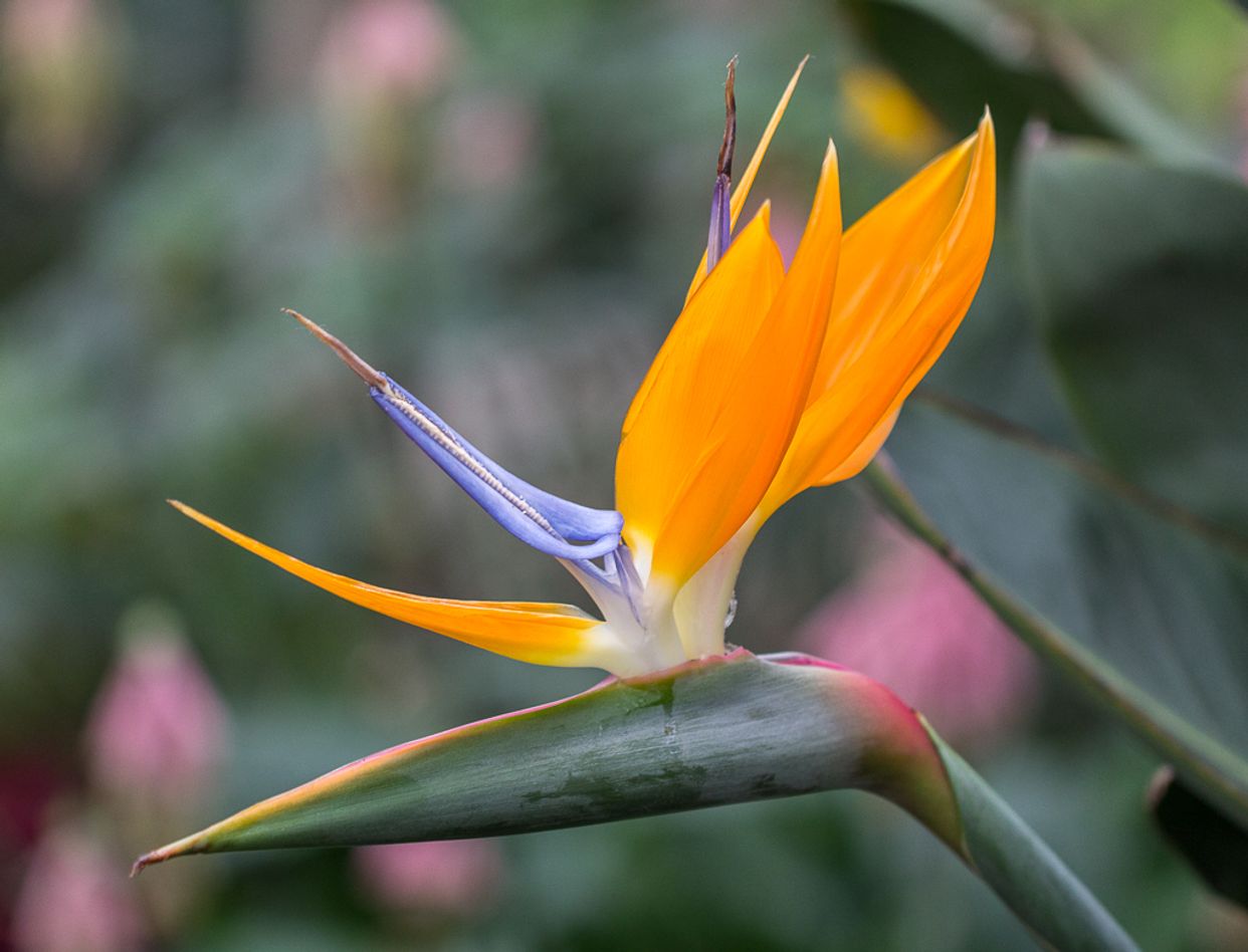 Myddelton House Gardens