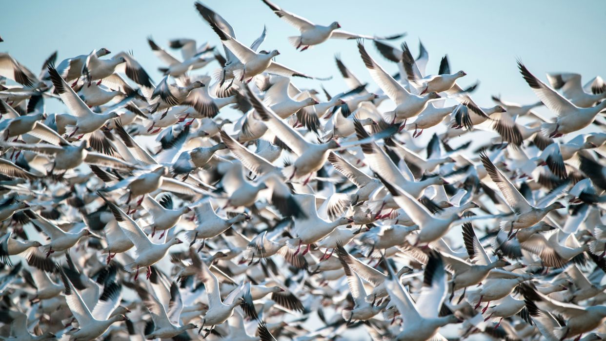 Sacramento National Wildlife Refuge