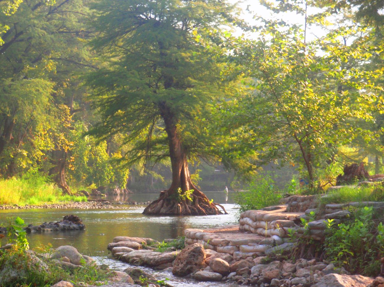 Guadalupe River Tree
