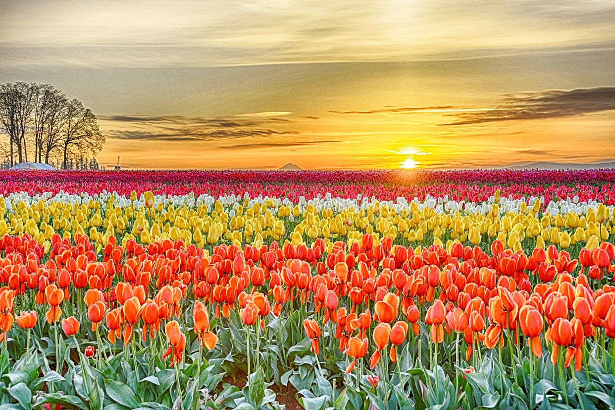 Wooden Shoe Tulip Farm