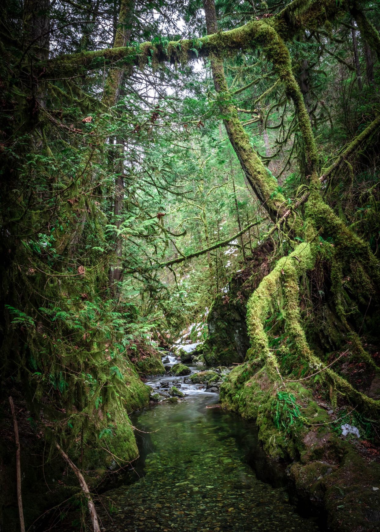 Goldstream Bridge View