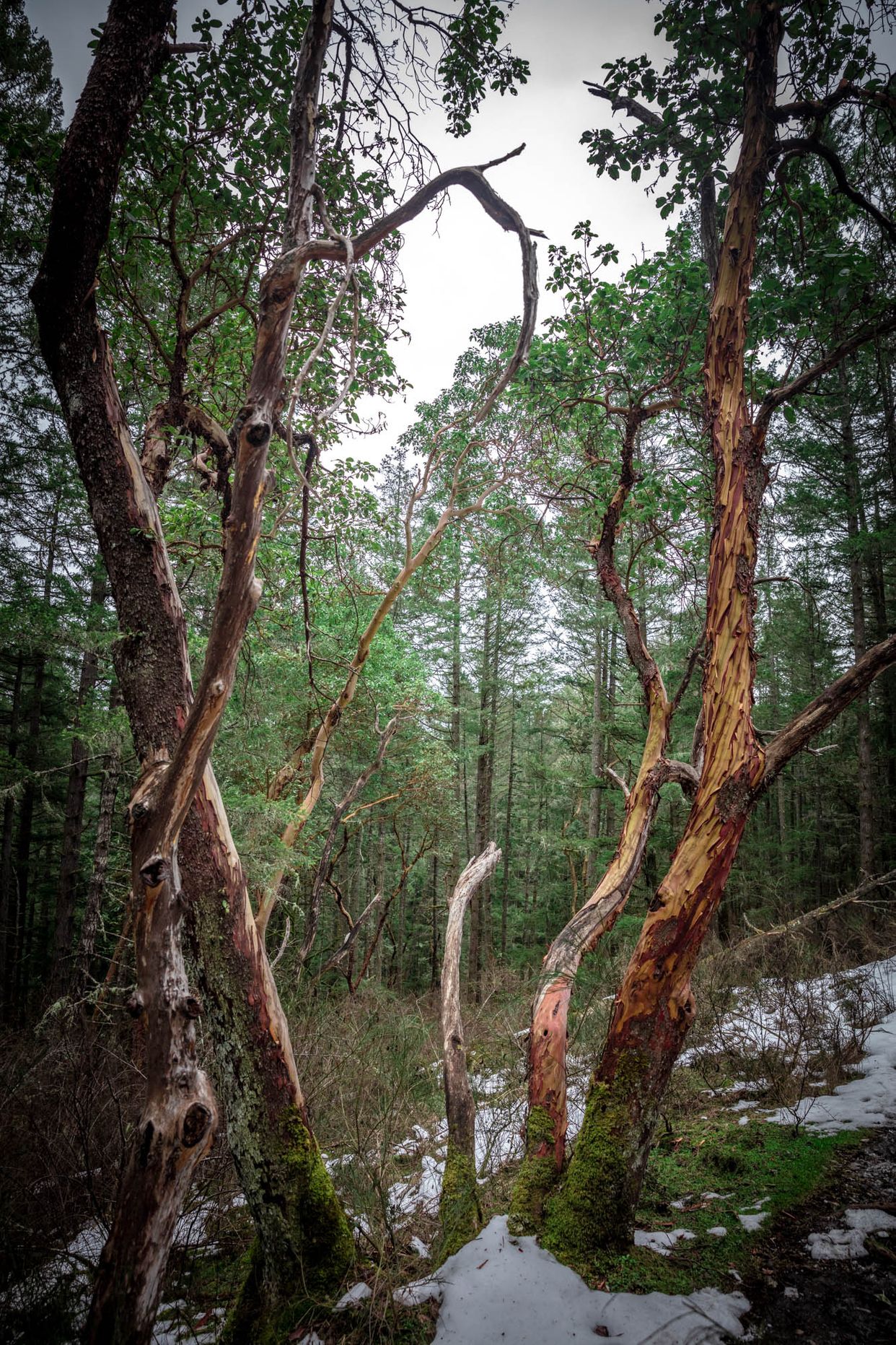 Arbutus Grove