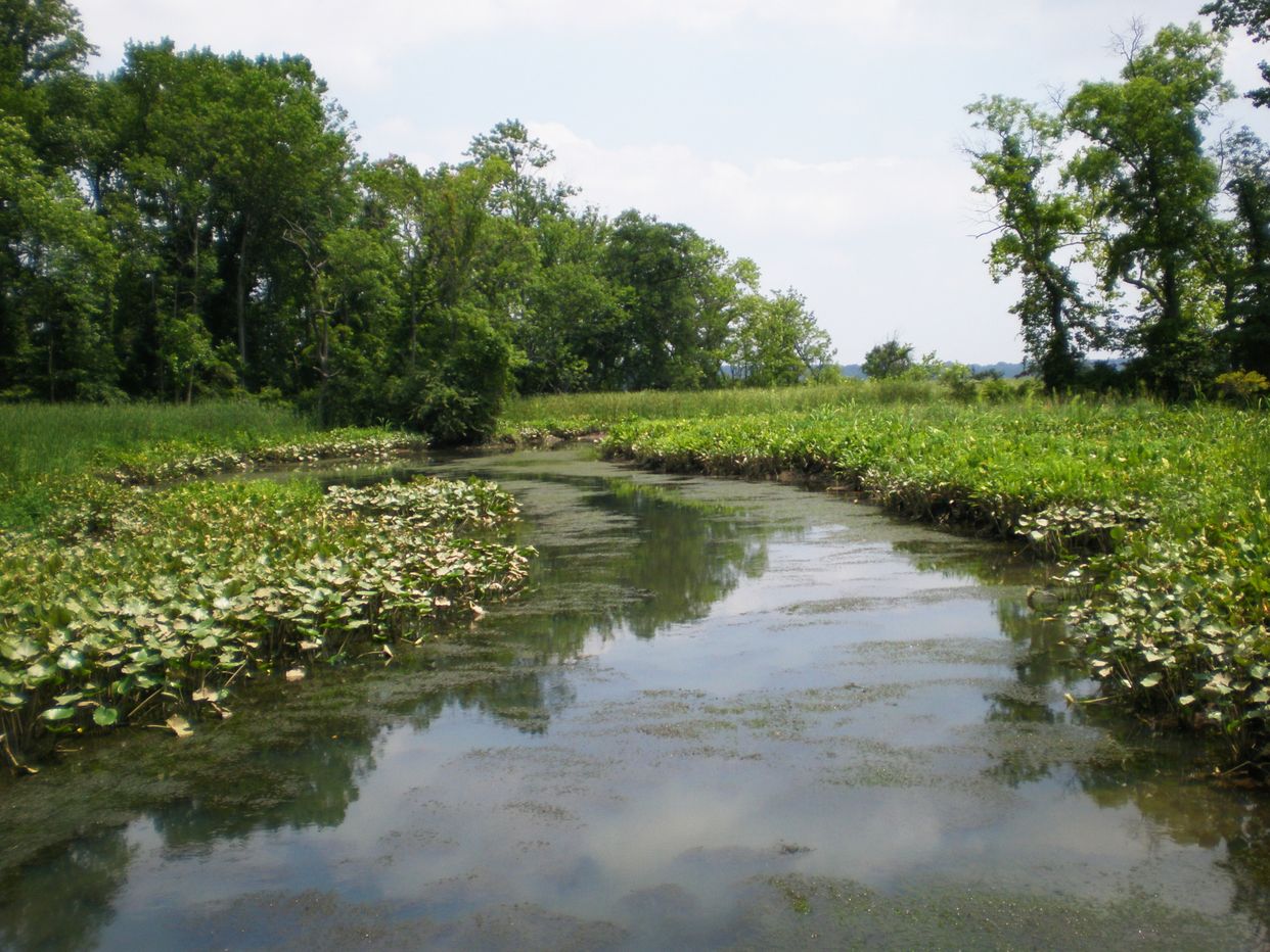 Dyke Marsh