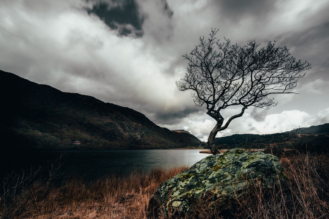 Llyn Dinas Lone Tree