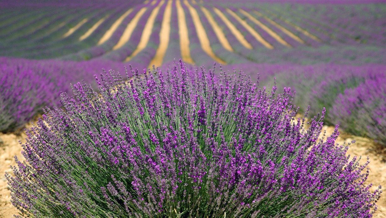 Red Hill Lavender Farm and Distillery - Photo by No-longer-here