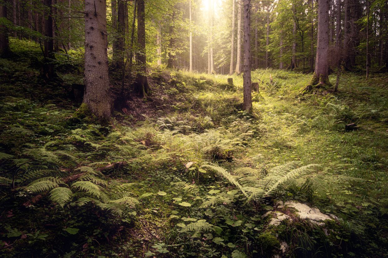 Hallstatt Forest