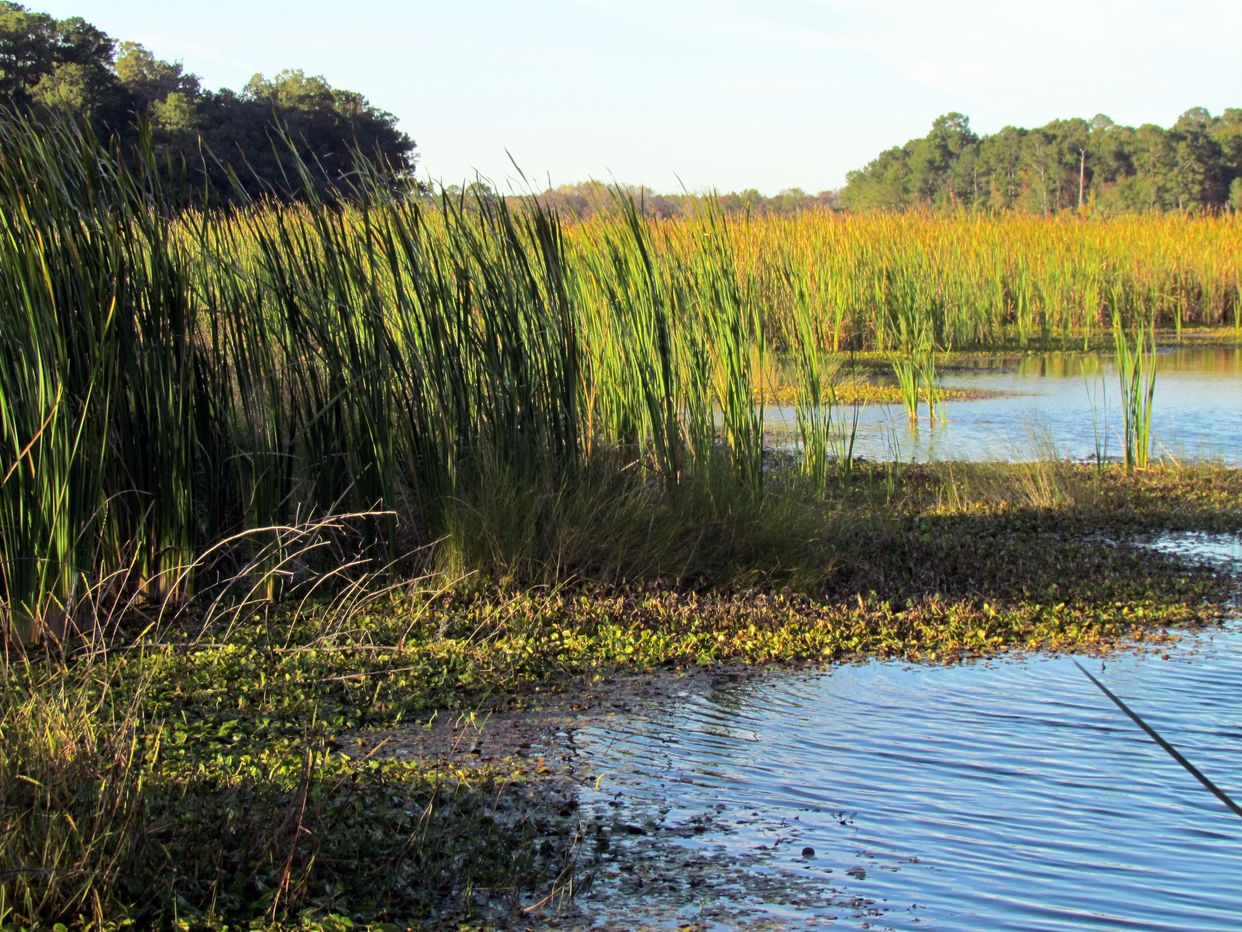 Bennett Point Wetlands