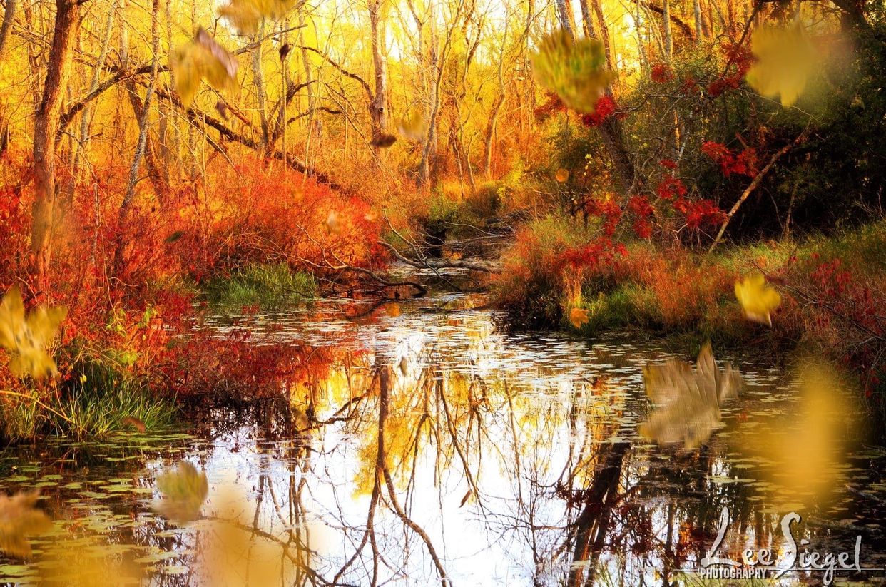 Peaceful Stream