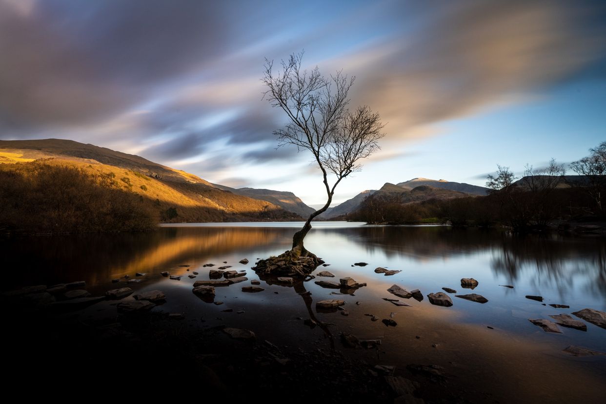 Llyn Padarn Lone Tree