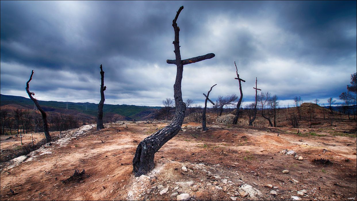 El Bosc de les Creus