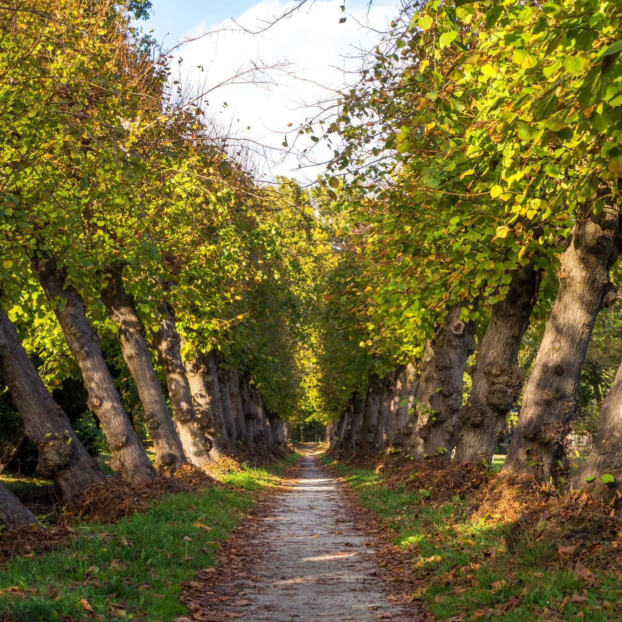 Kasteel Cannenburch Park