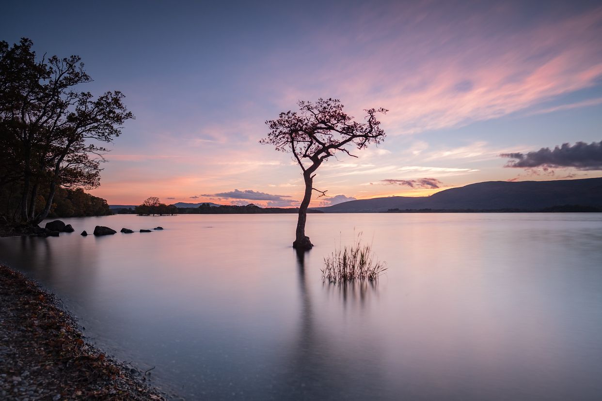Milarrochy Bay Lone Tree