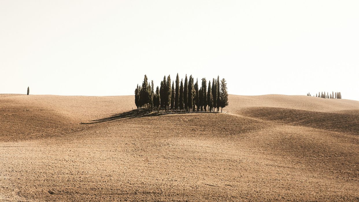 Cipressi di San Quirico d'Orcia