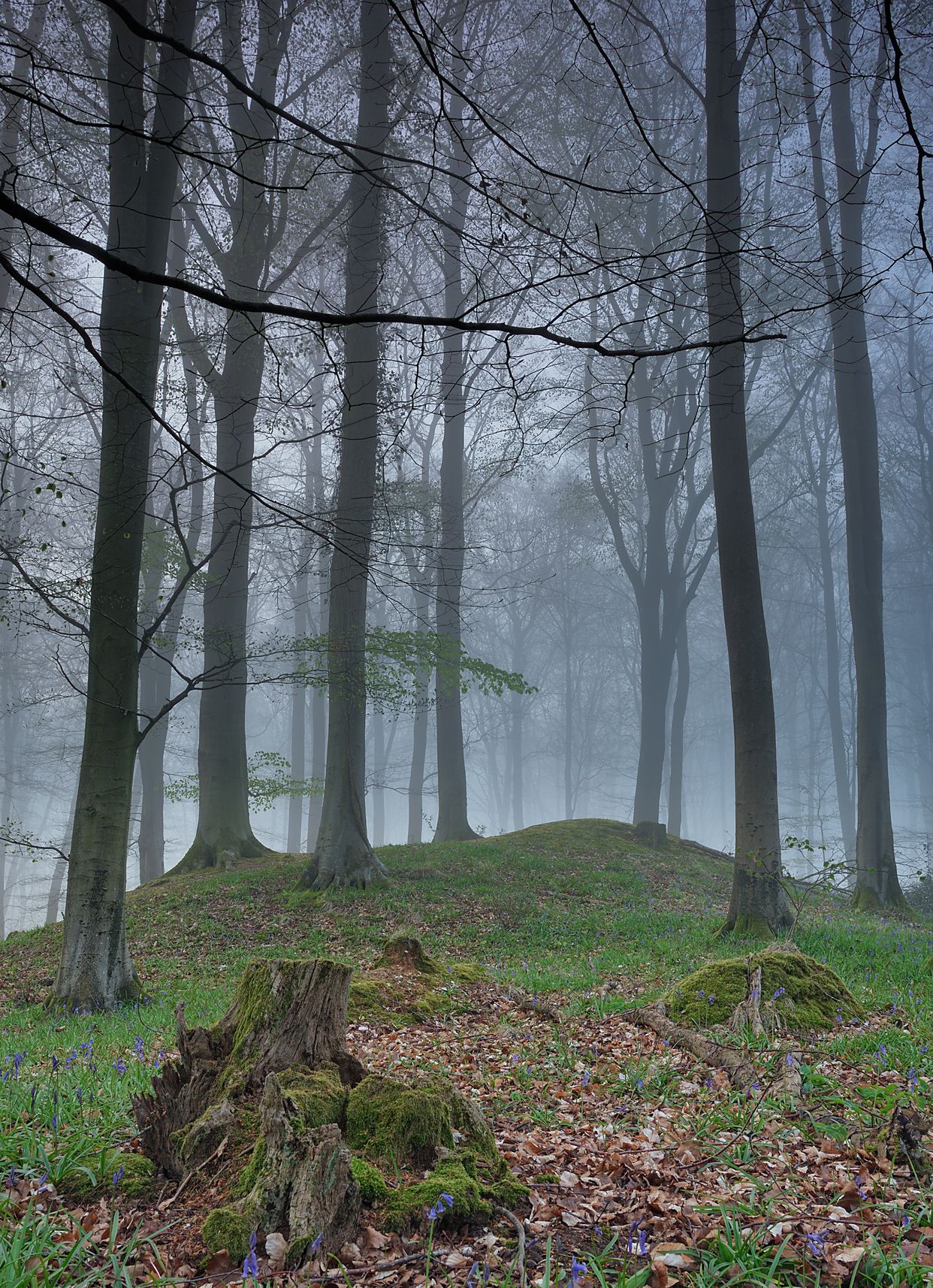 Micheldever Wood