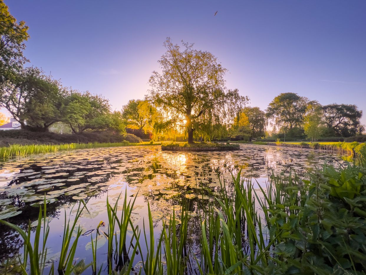 Wilhelminaplantsoen Pond
