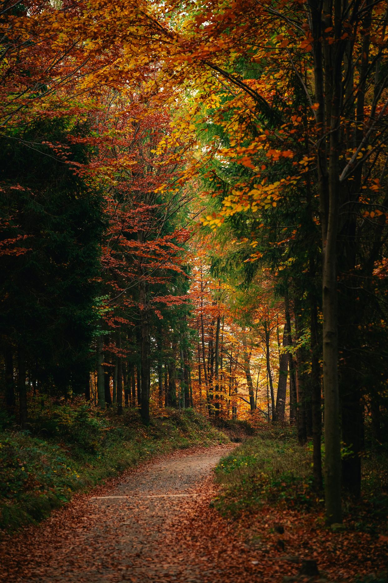 Park Cygański Las