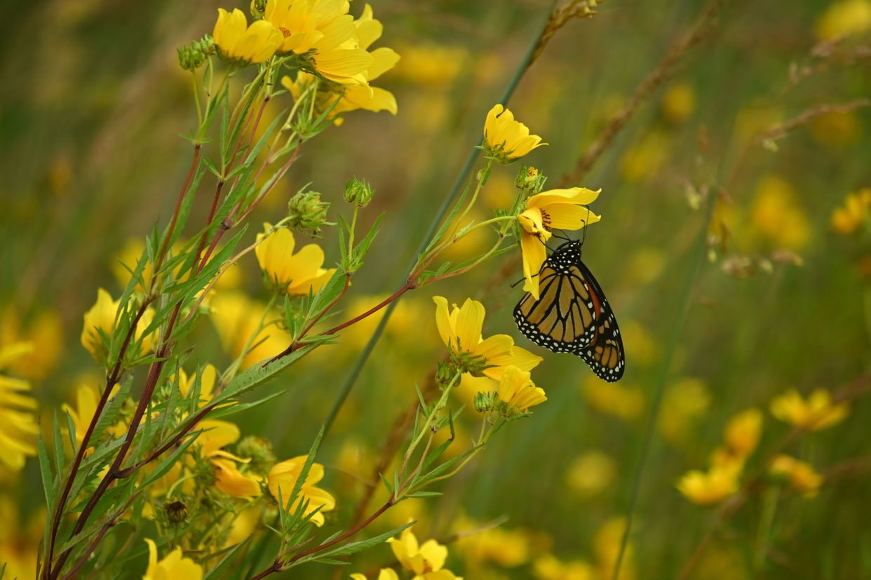 Oxford Conservation Park