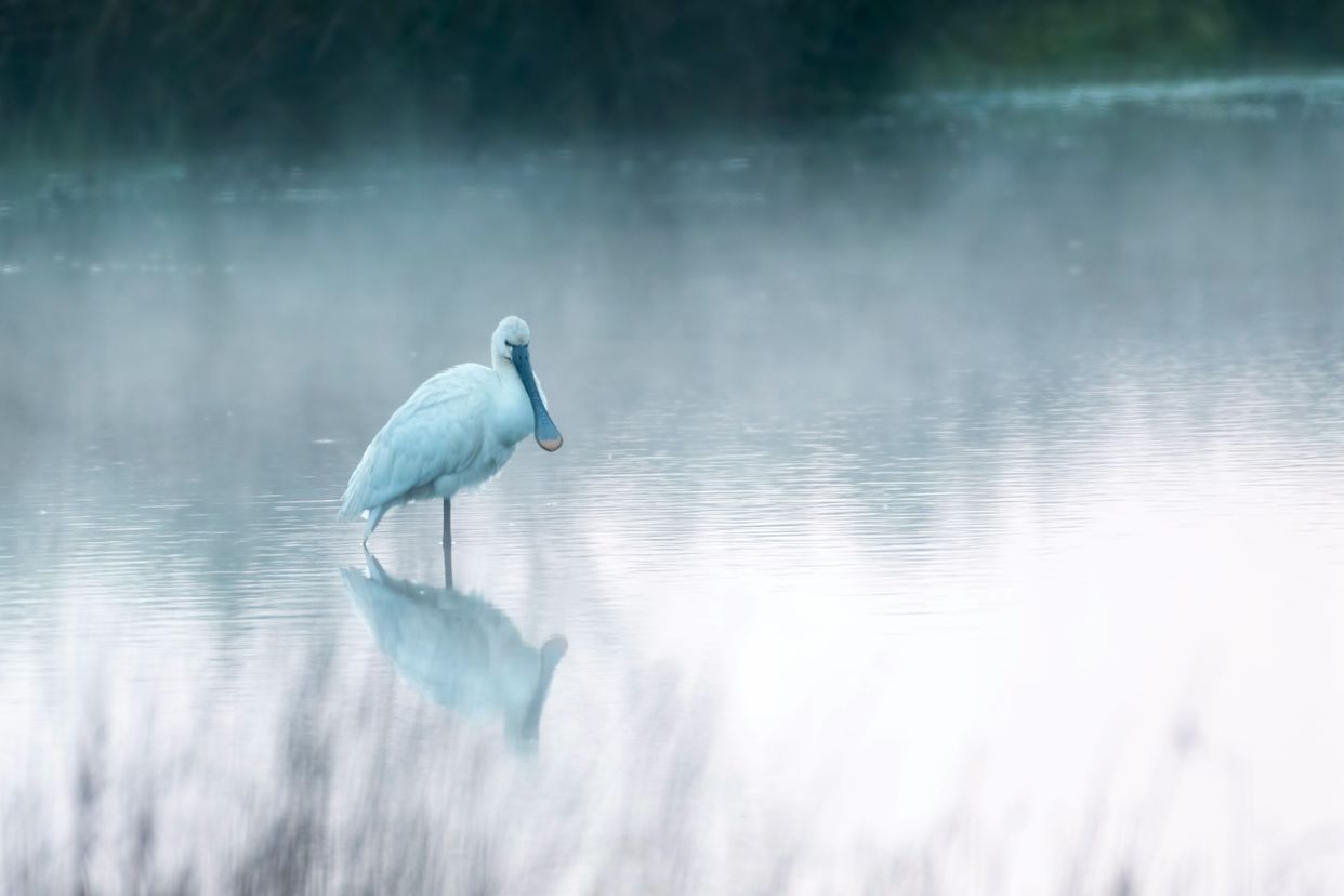 NWT Cley Marshes