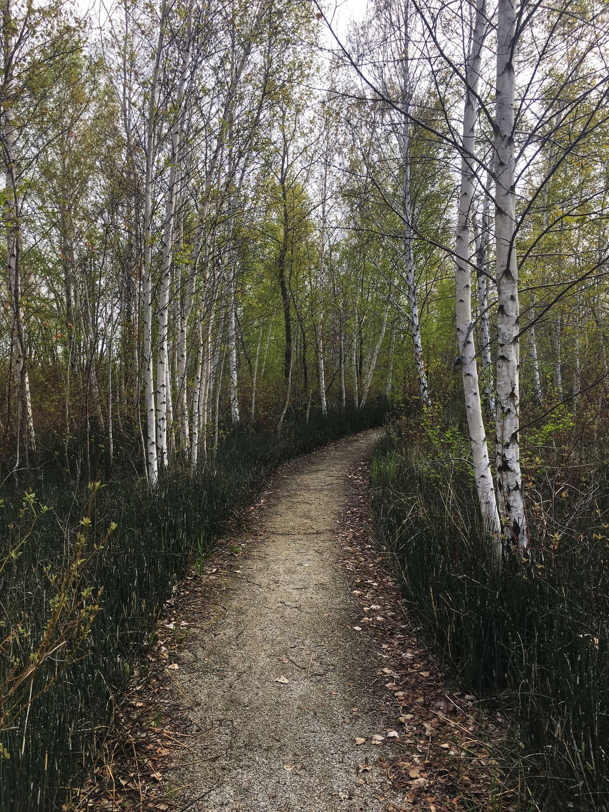 Birch Wood Trail