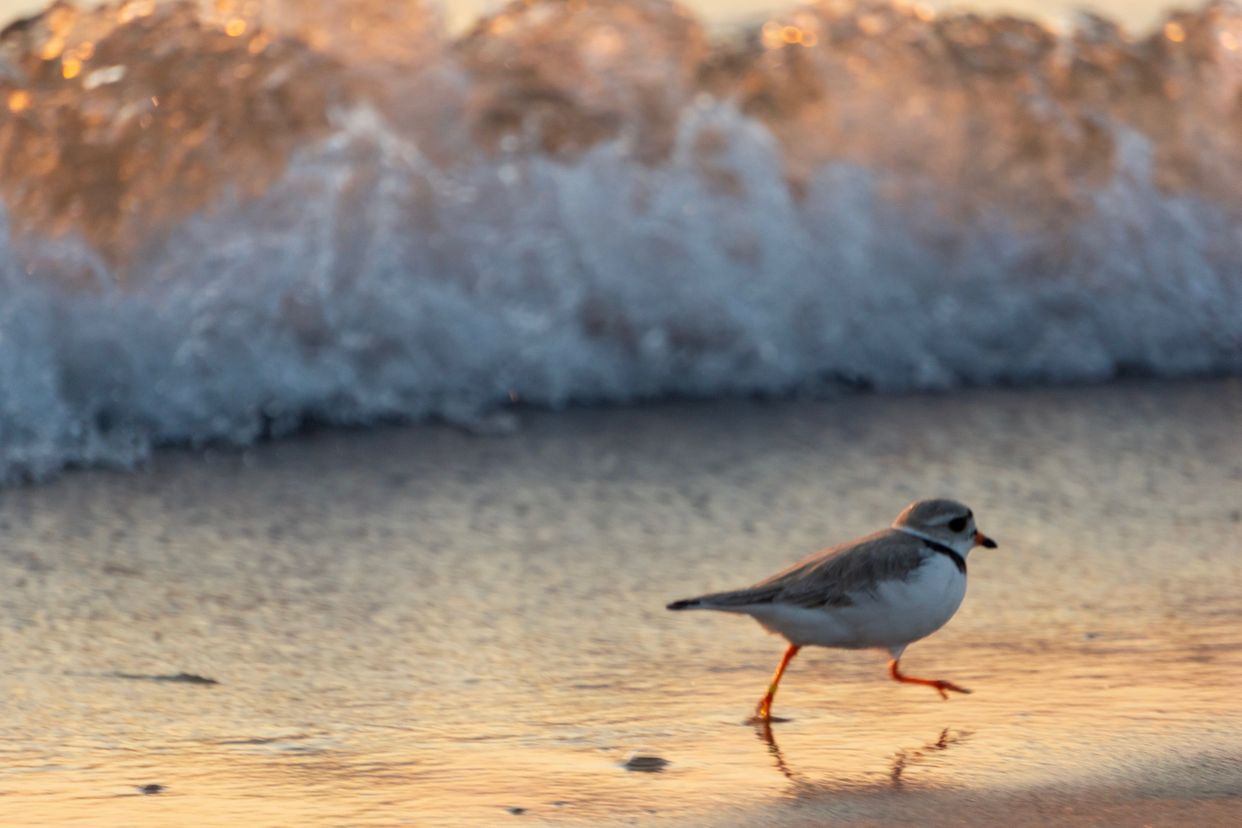 Piping Plover Nesting Area