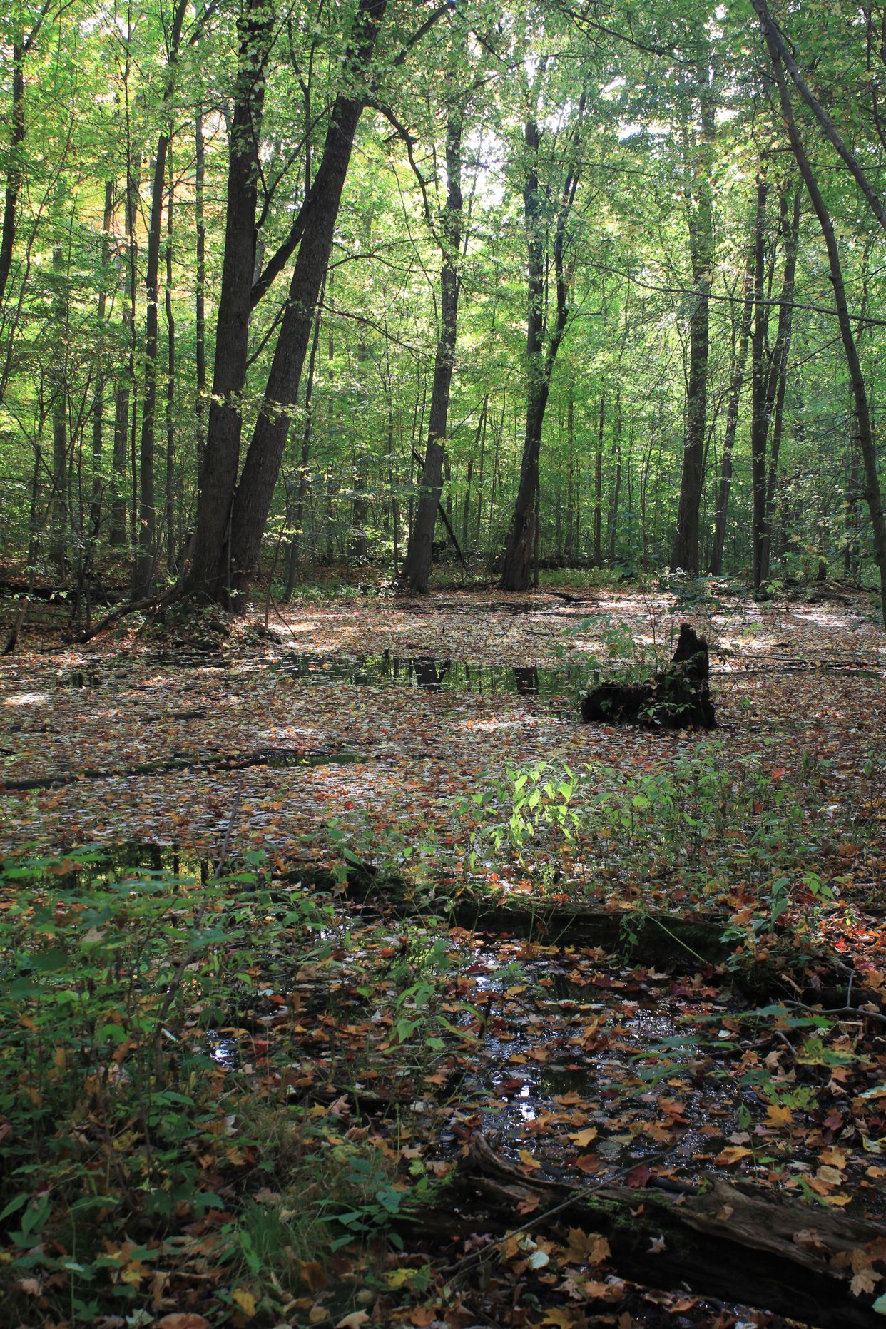 Shakespeare Conservation Area