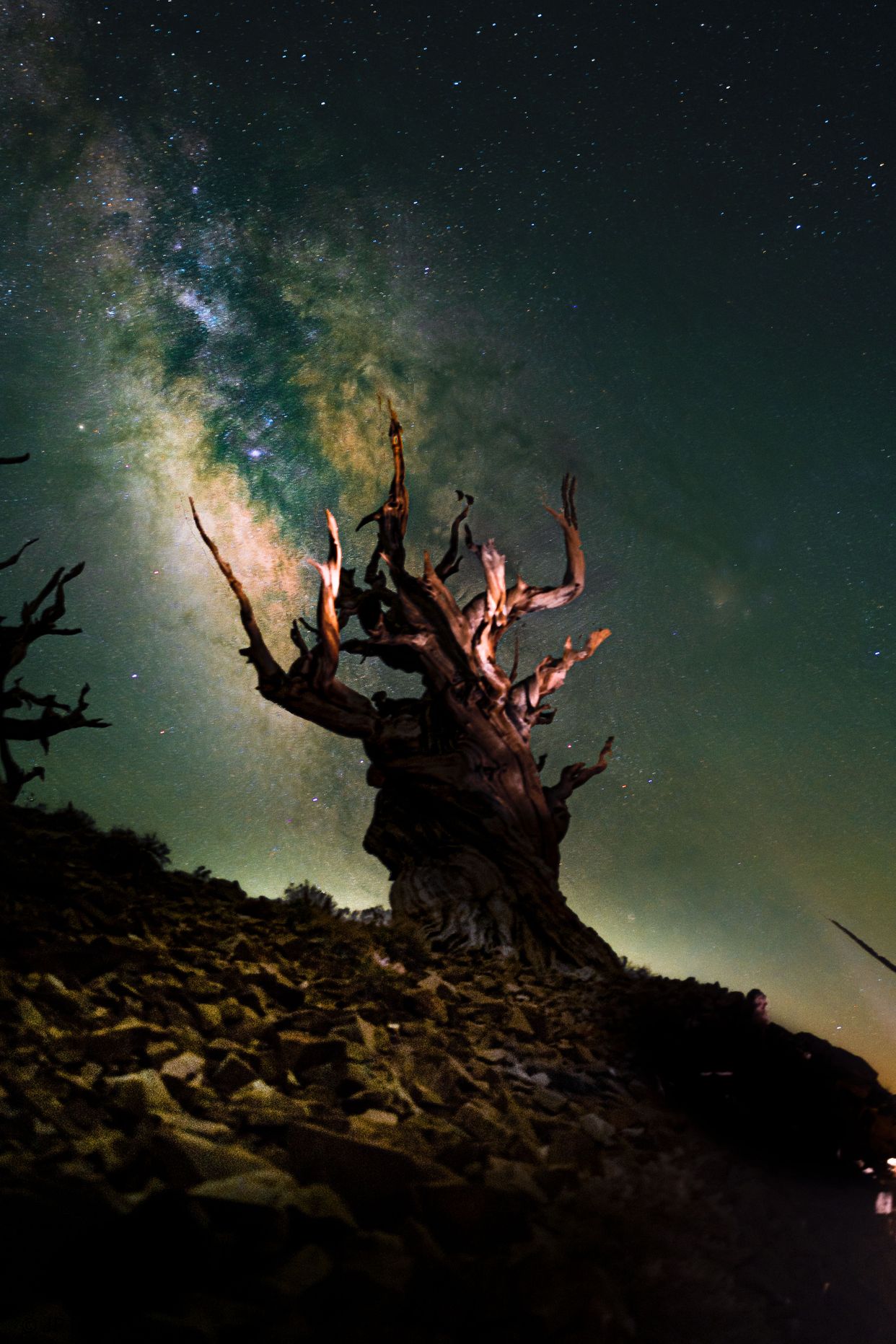 Ancient Bristlecone Pine Forest
