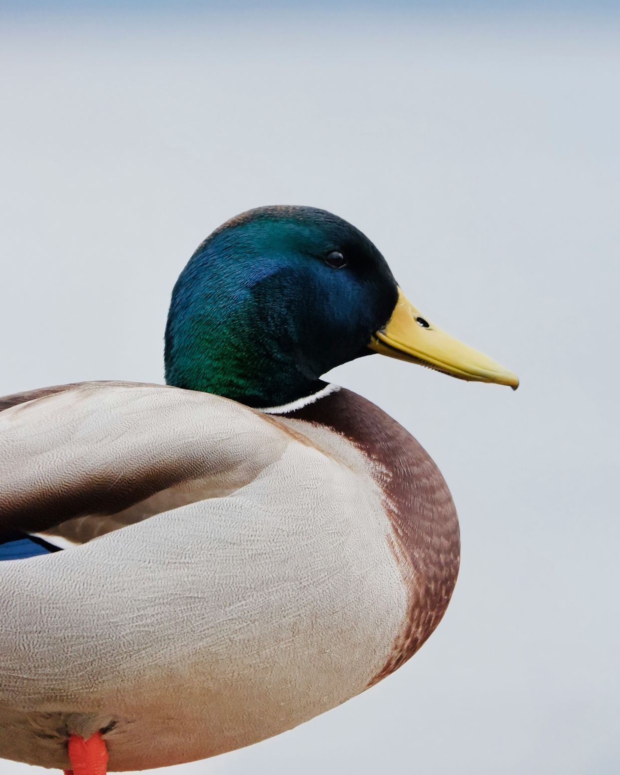 Hayling Island Nature Reserve