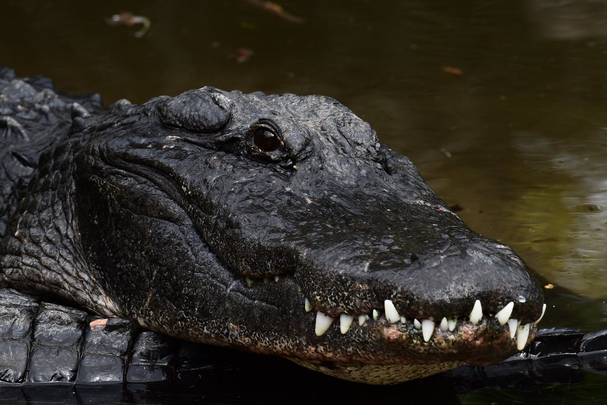 St. Augustine Alligator Farm Zoological Park