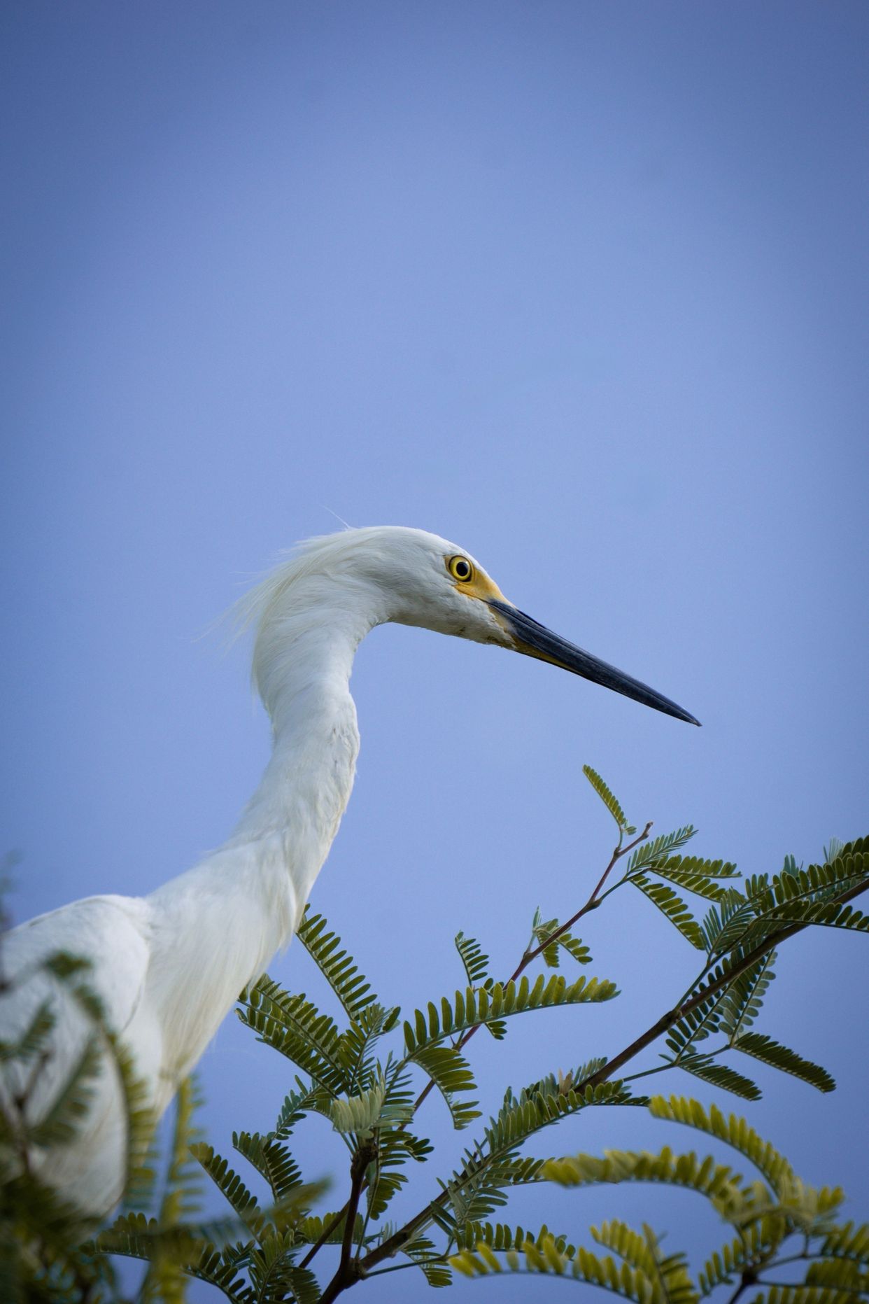 Riparian Preserve at Water Ranch