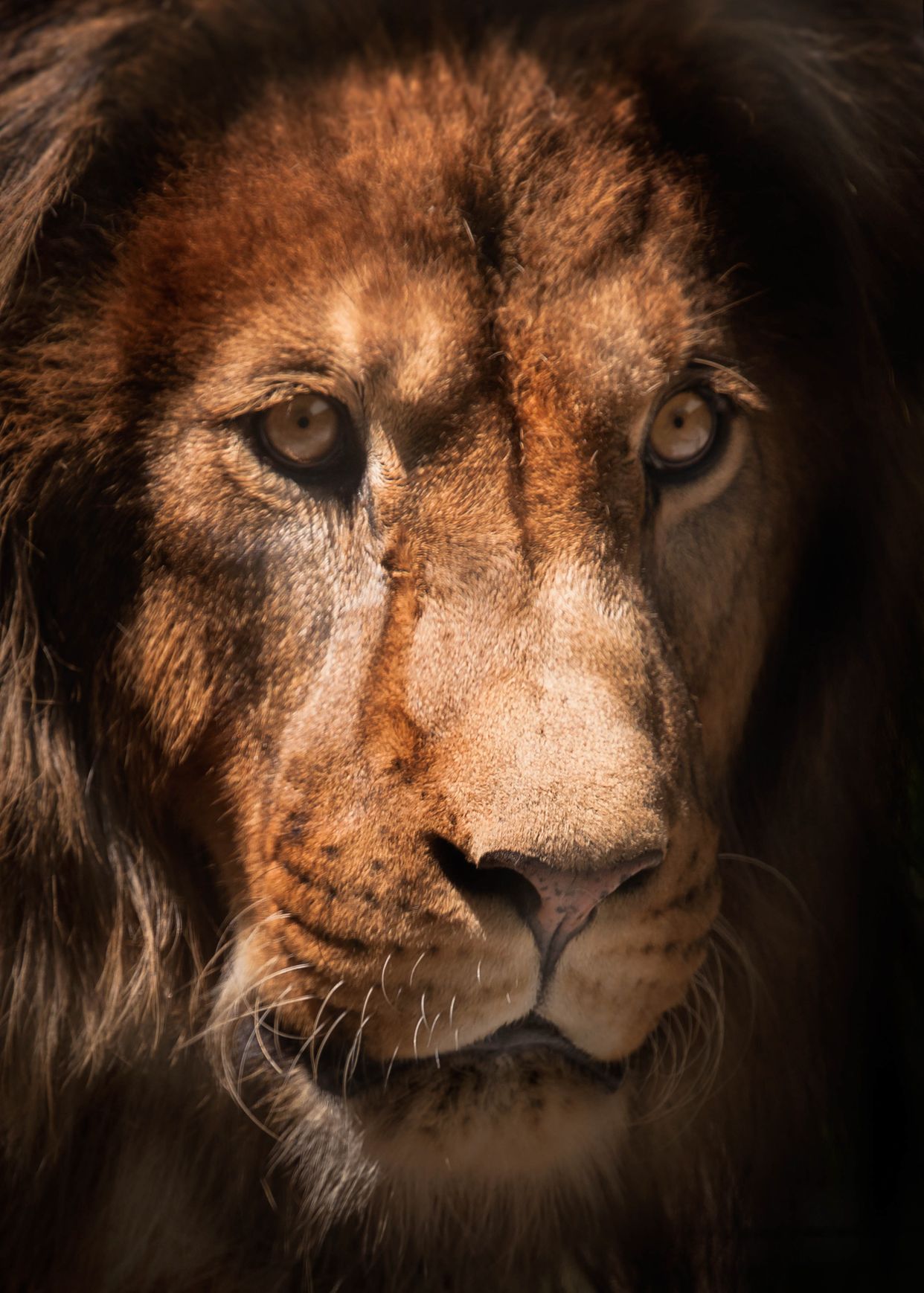 Elmvale Zoo