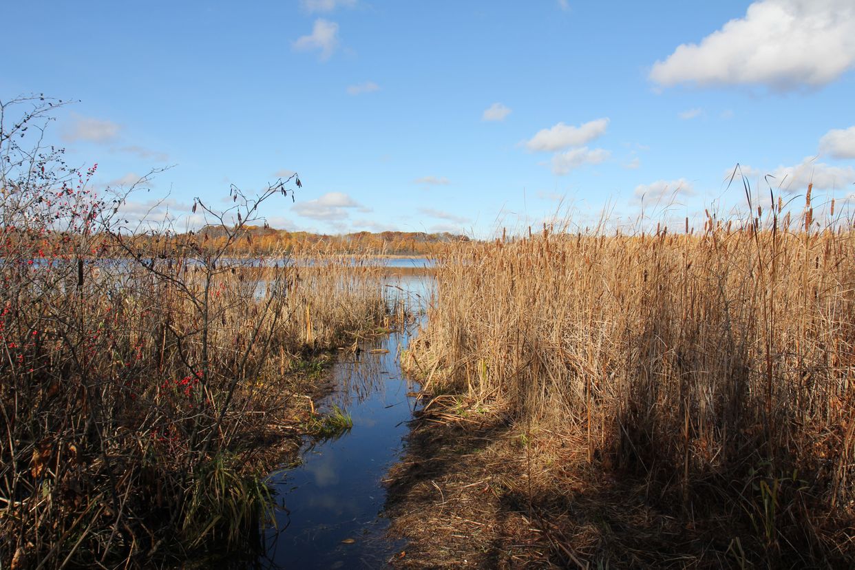 Spruce Lake Bog