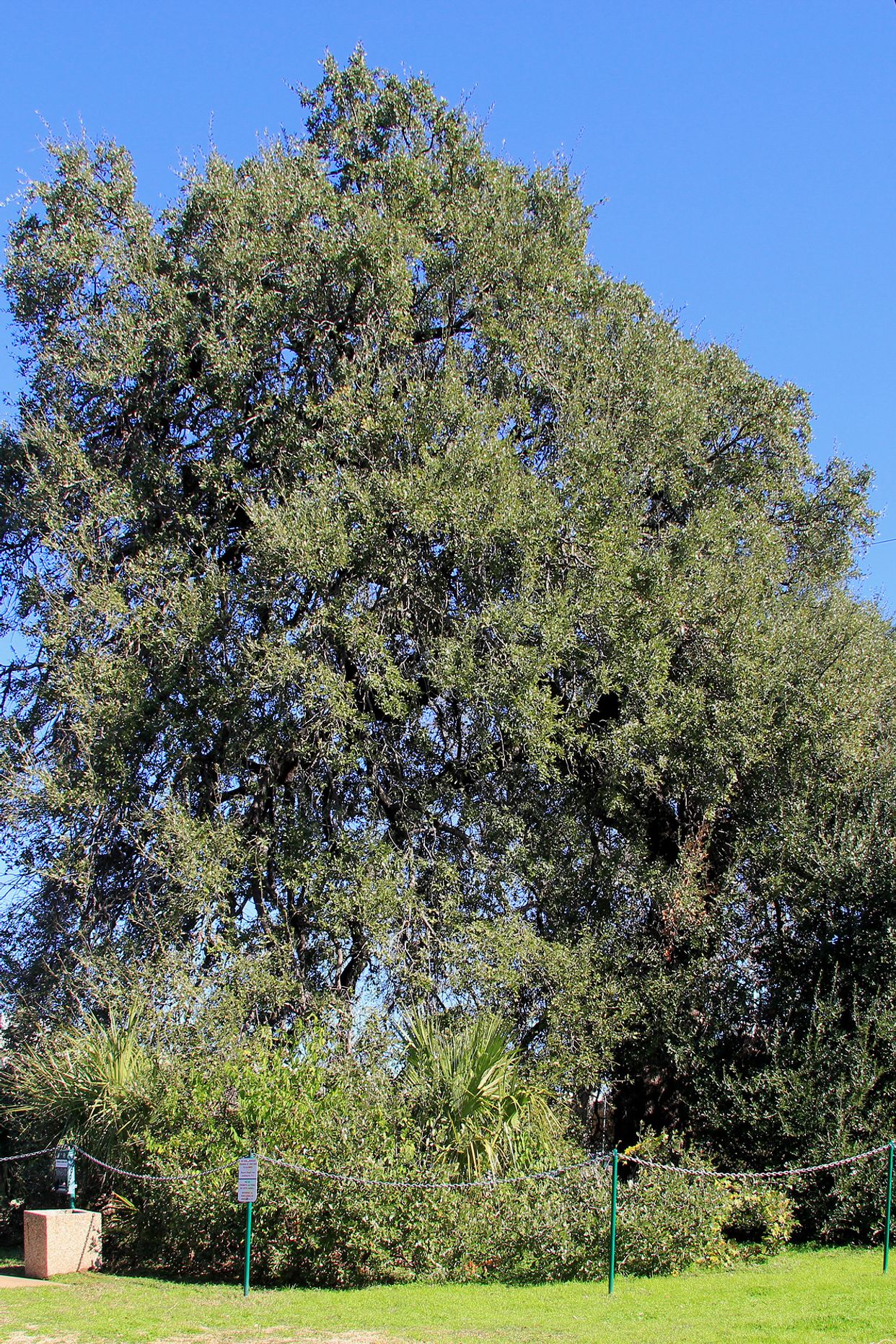 Treaty Oak 