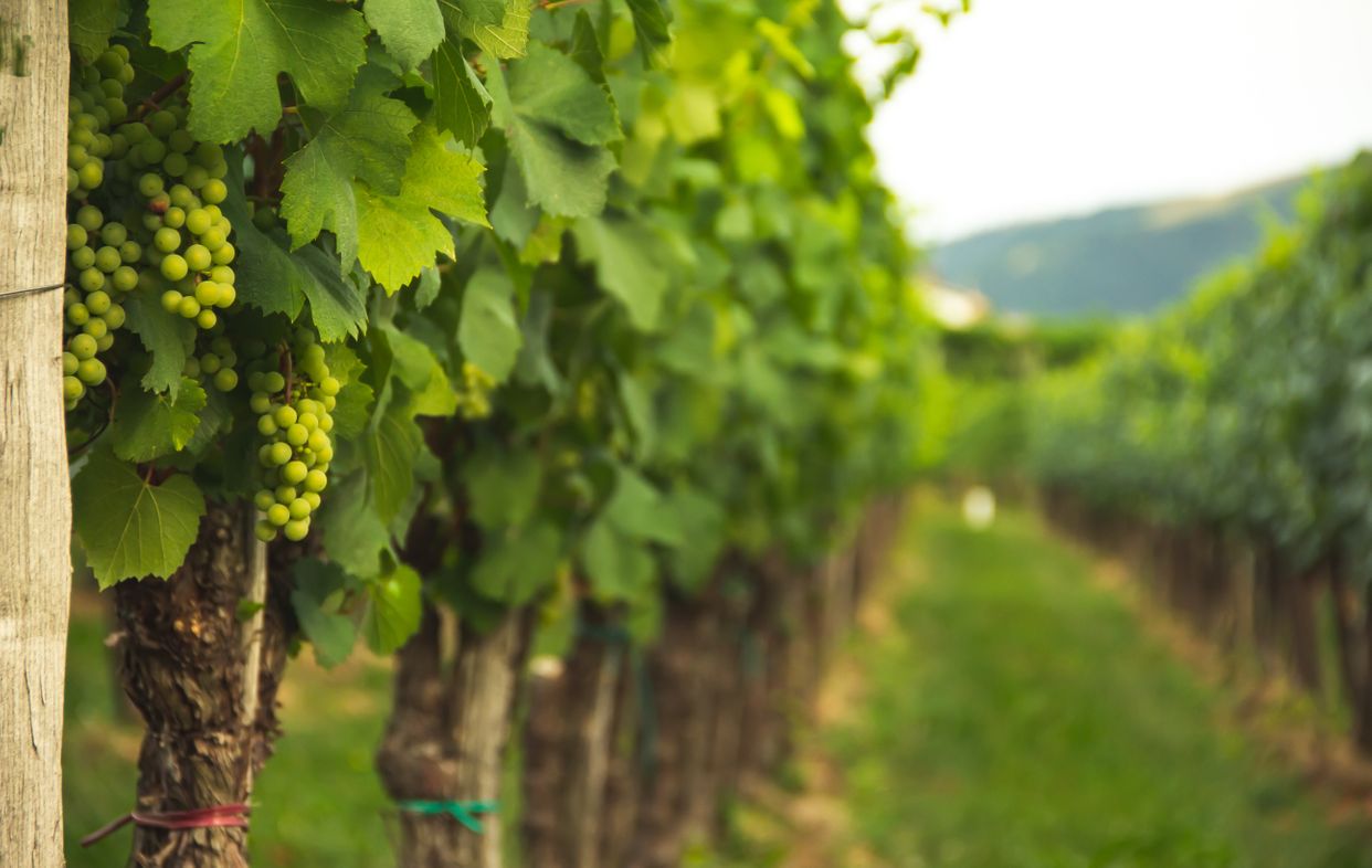 Featherstone Estate Winery & Vineyard