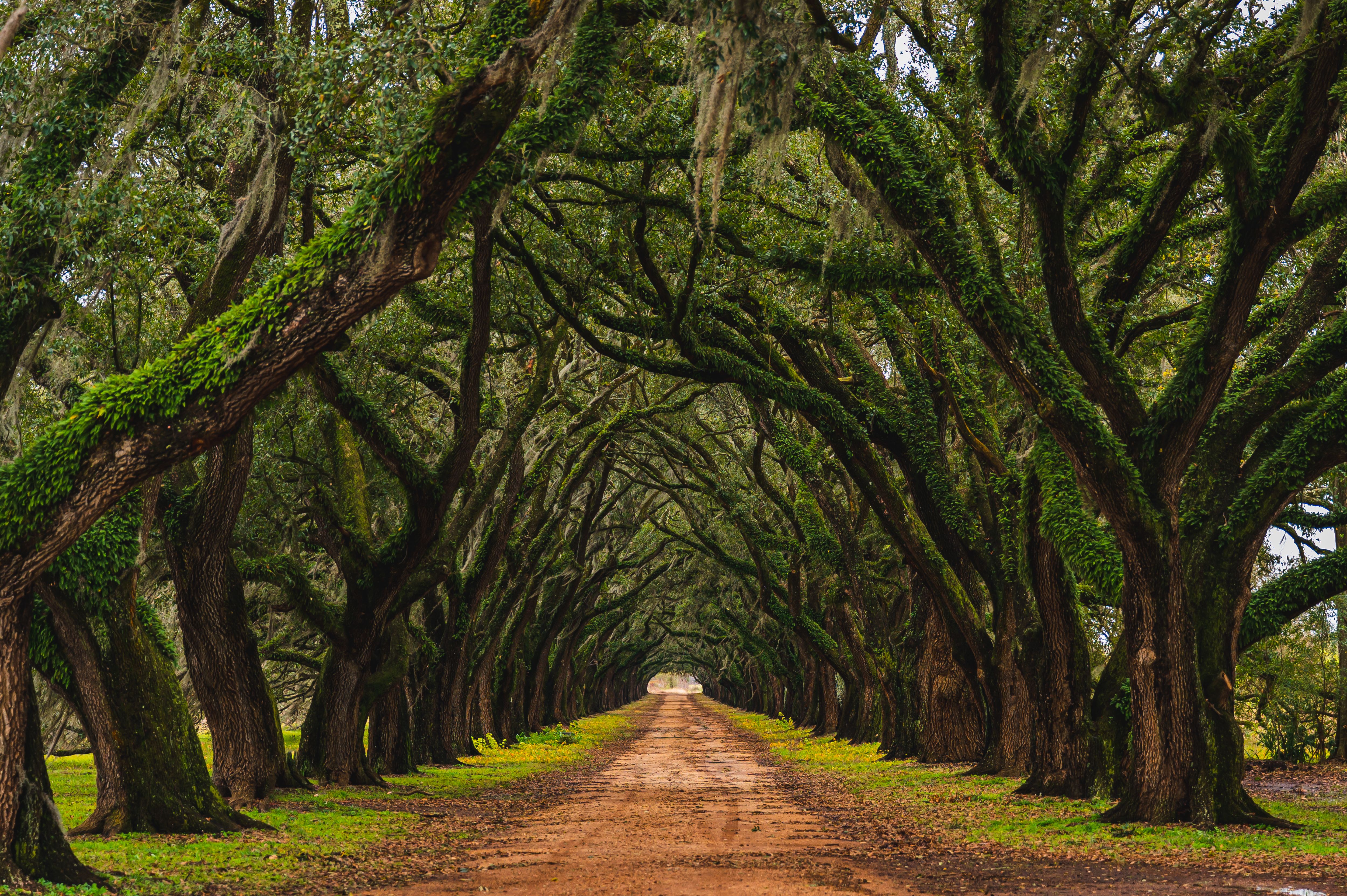 Evergreen Plantation — Photo by scarter-photography.com